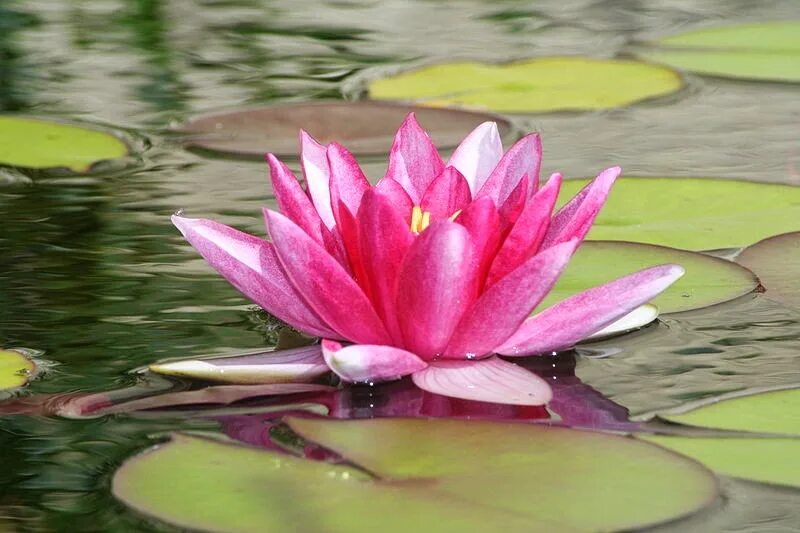 Кувшинка лилия лотос. Кувшинка на беларускай мове. Бутоны нимфеи. Нимфея белая речная лилия. Кувшинка белая водяная лилия.