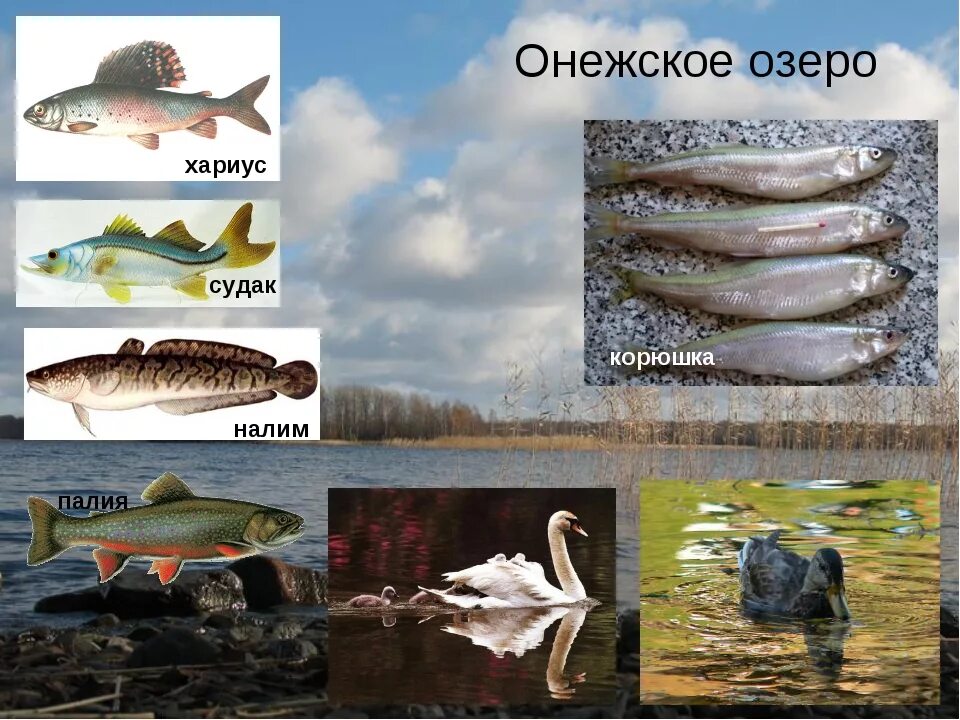 онежское озеро животный мир. утки в онежском озере. фауна онежского озера. самоцветы онежского озера. теплоход на онежском озере.