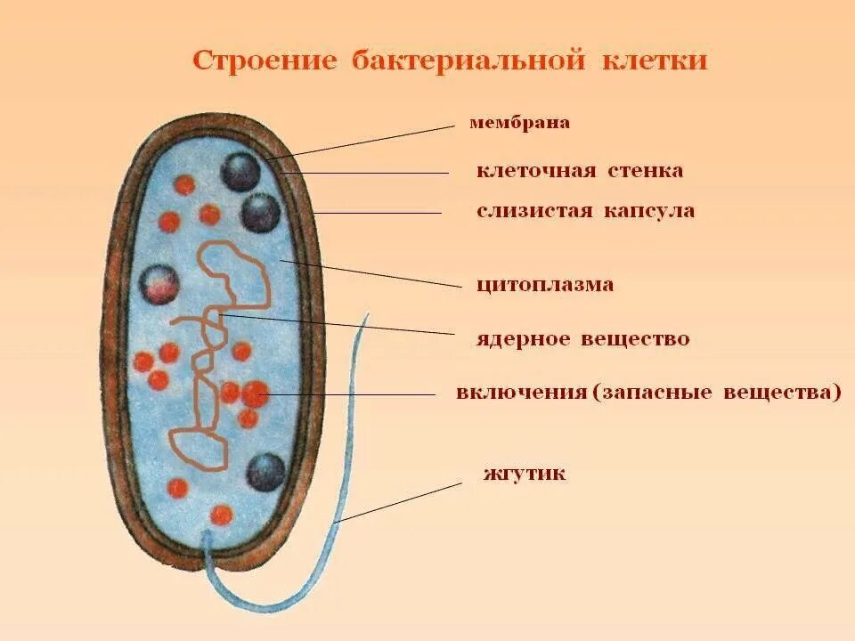 Из какой клетки состоят бактерии