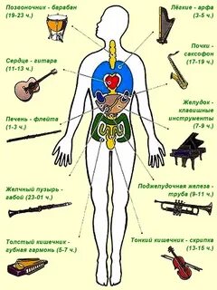 Какие органы лечит