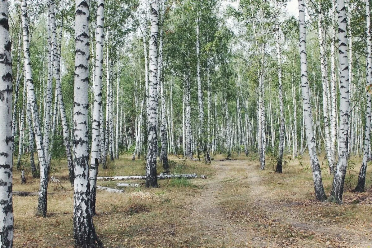 Алтайская березка. Березовые Рощи на Алтае. Берёзовая роща Курск. Березовая роща Далматово. Берёзовая роща Бирск.