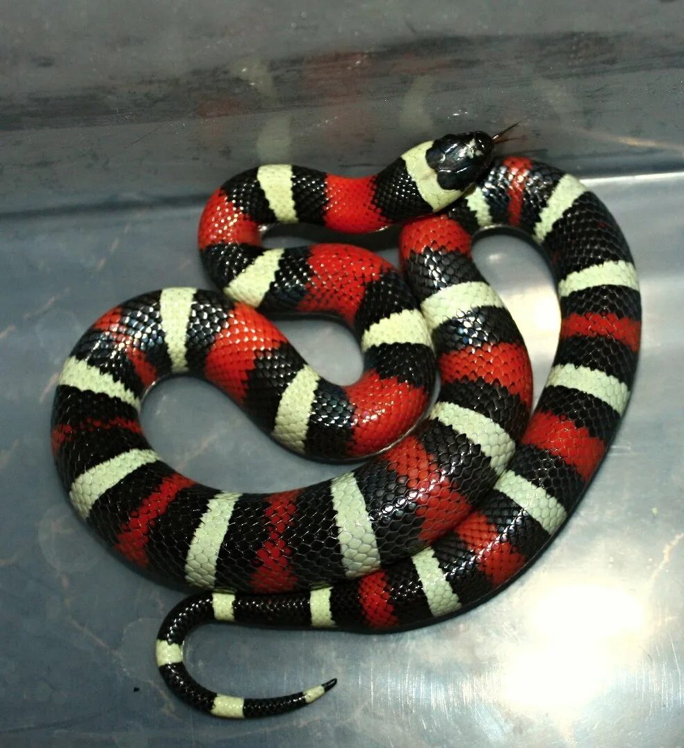 Синалойская молочная змея. Королевская змея (Lampropeltis). Королевская змея Кэмпбелла. Королевская змея Горная хуачукская.