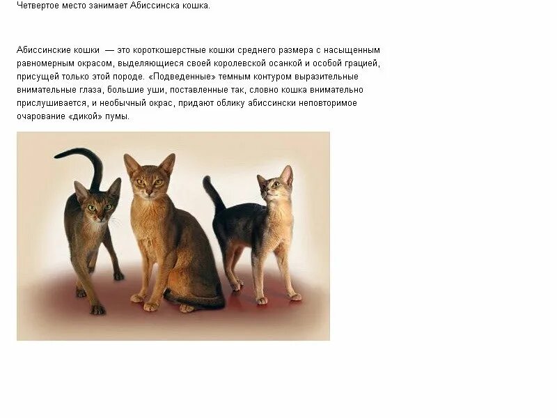 Рассмотрите фотографию кошки породы абиссинская и выполните. Вес кота абиссинца. Абиссинская кошка стандарт породы. Абиссинская порода котов характер. Абиссинский кот Размеры и вес.