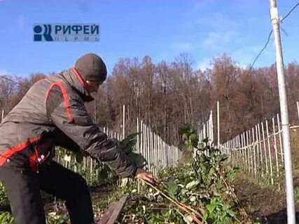 Подготовка малины к зиме осенью