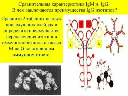 Иммуноглобулины тест с ответами