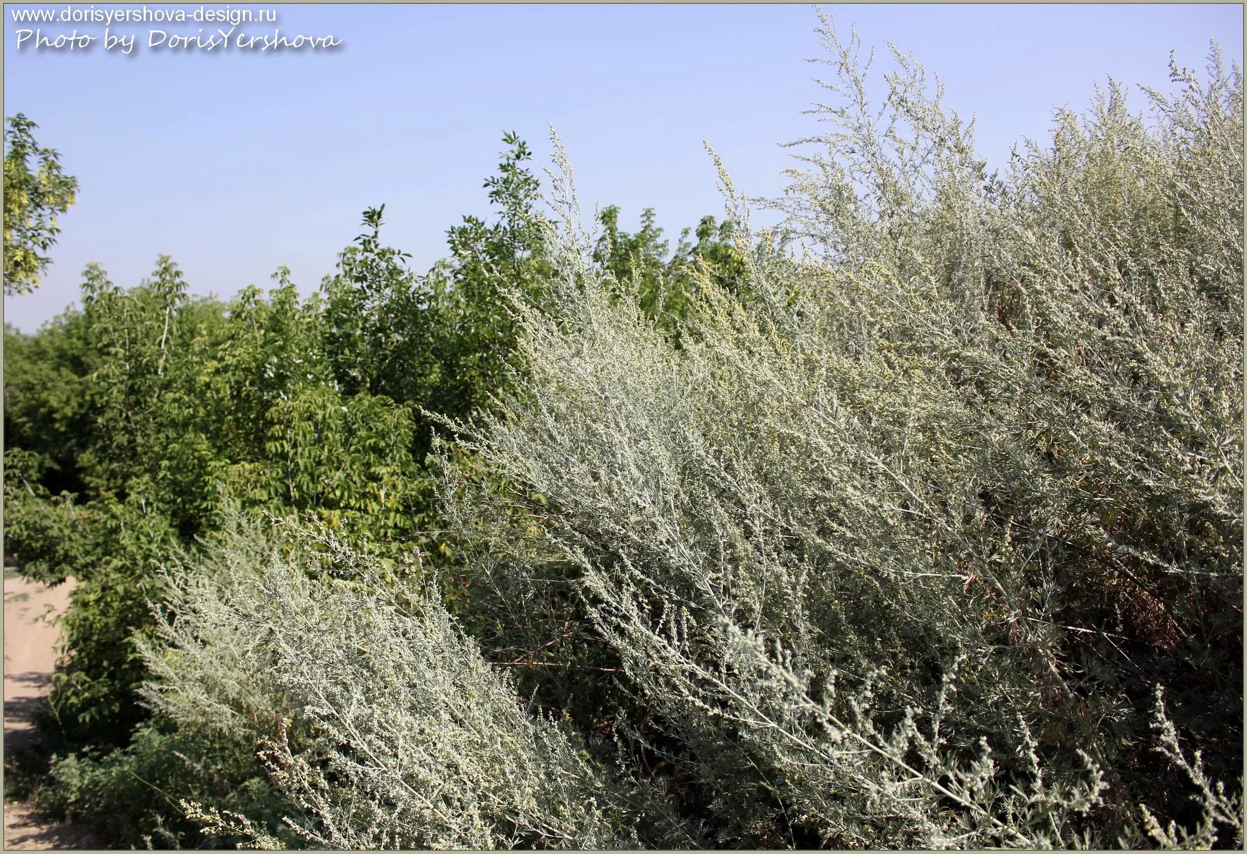 Полынь степная чернобыльник. Мятлик луговой (poa praténsis). Заросший полынью. Полынь горькая. Заросший полынью.