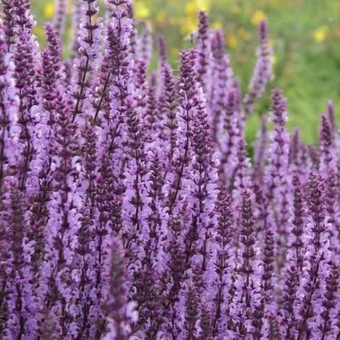 Шалфей дубравный (salvia nemorosa `amethyst`). Сальвия дубравная аметист. Шалфей дубравный аметист. Шалфей дубравный карадонна,аметист. Сальвия дубравная (шалфей) аметист.