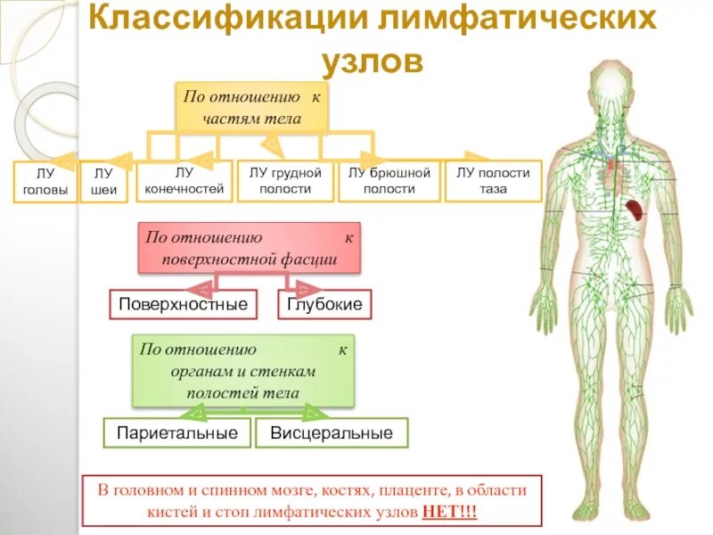 3 функции лимфы в организме