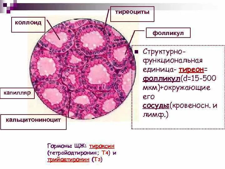 Строение фолликула щитовидной железы гистология. Строение щитовидной железы гистология. Тирацыты щитовидных железы гистология. Схема строения фолликулов щитовидной железы. Фолликул тироцита