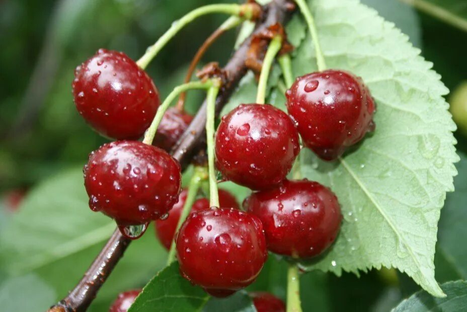 Сорт вишни 5. Сорт вишни 5