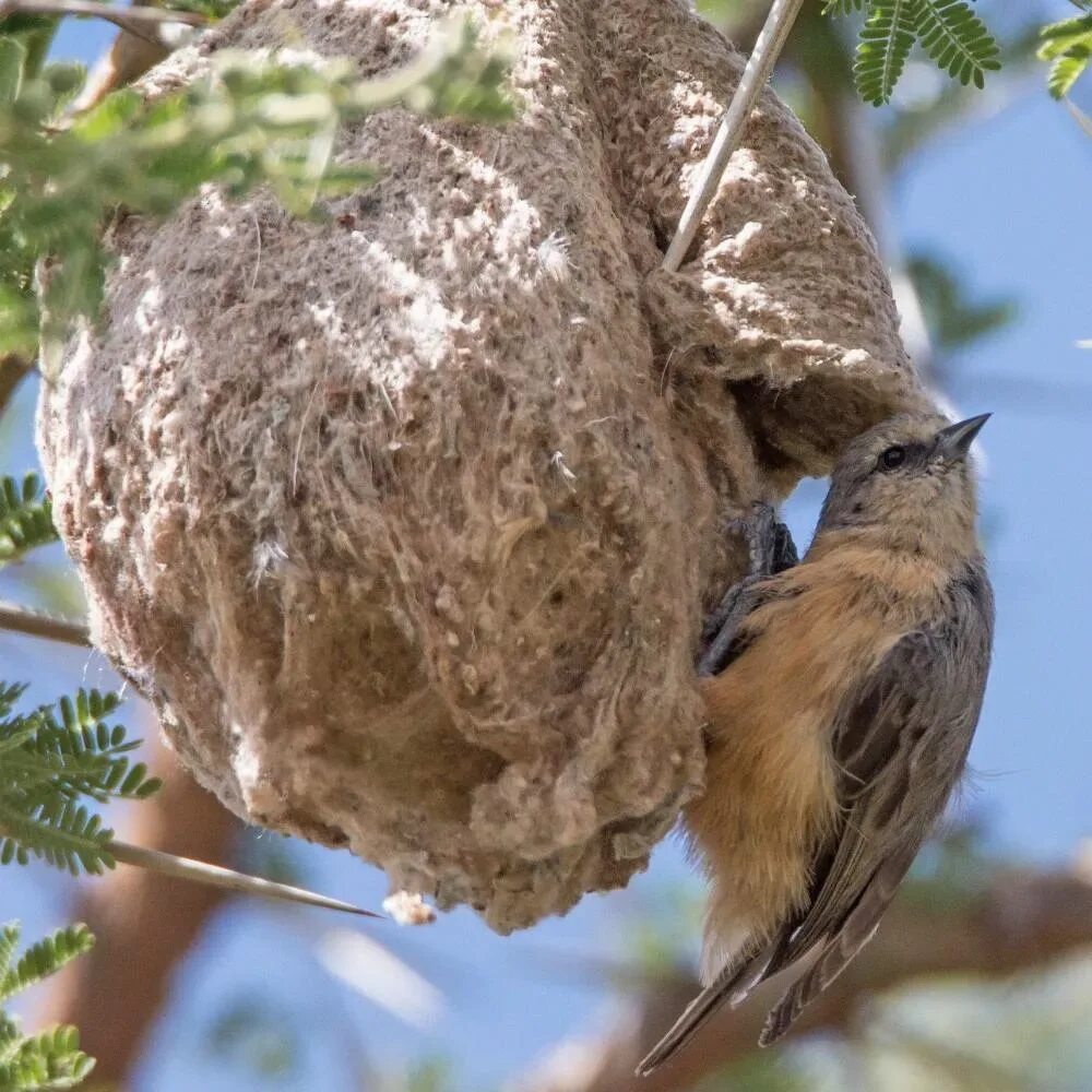 Уникальные гнезда птиц. Птица строит гнездо. Как птицы строят гнезда. Птичка в Африке гнезда на деревьях. Птица родит