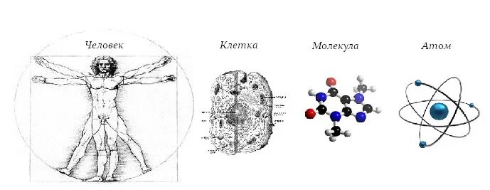 Из чего состоит человек атомы. Клетка состоит из молекул и атомов. Схема атом организм. Человек состоит из атомов и молекул. Отличие клетки от молекулы