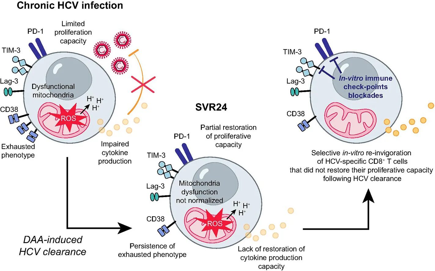 Ат к hcv. Вирус HCV. Антигены ВИЧ. Антитела к ВИЧ. Антитела к вирусу гепатита с.