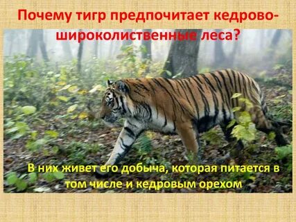 Потому тигр