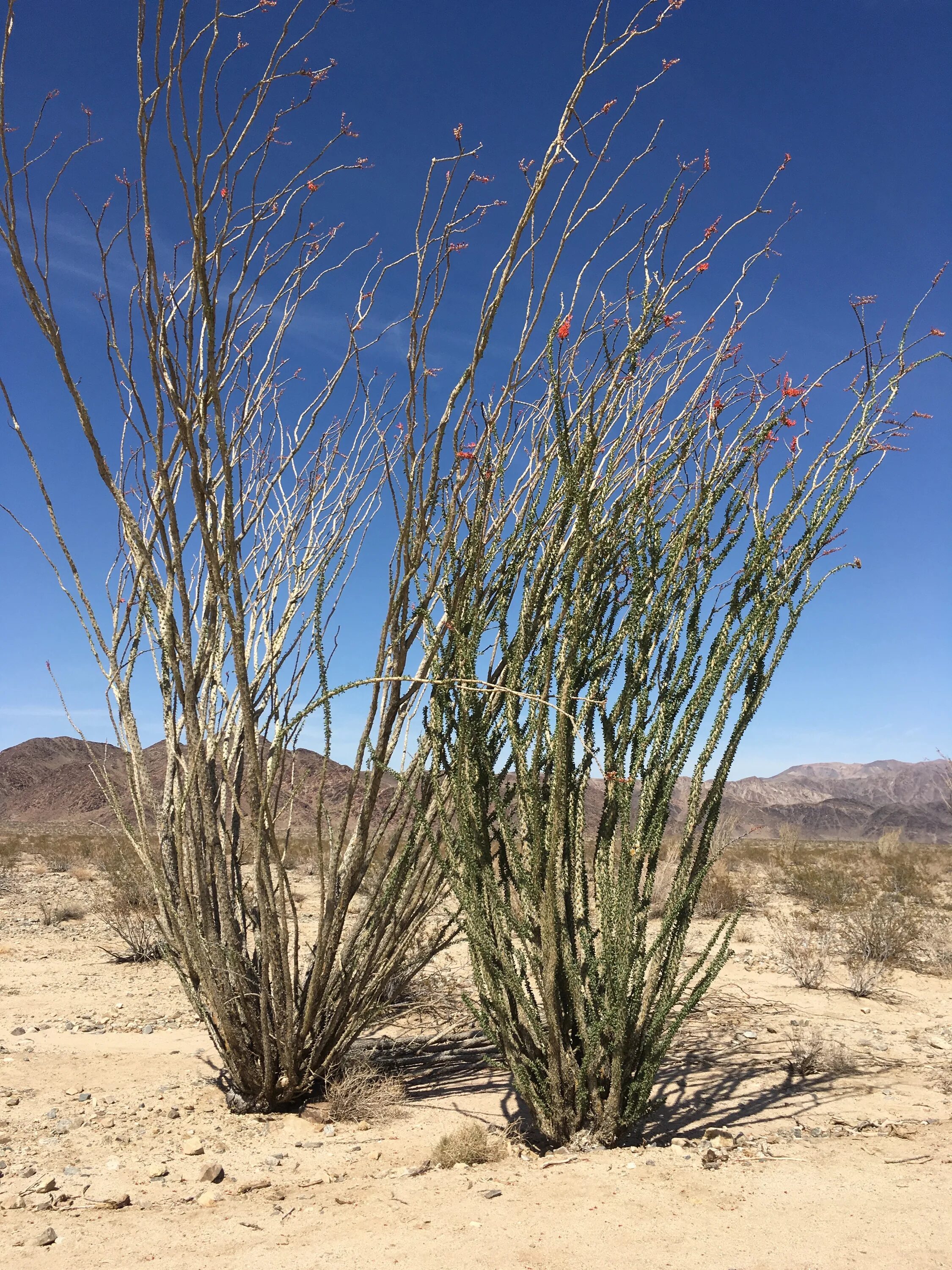 Скрэб в Австралии. Ocotillo растение. Ксерофильные. Фукьерия колончатая.