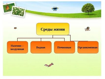 Среда обитания растений - красивые картинки и обои на рабочий стол