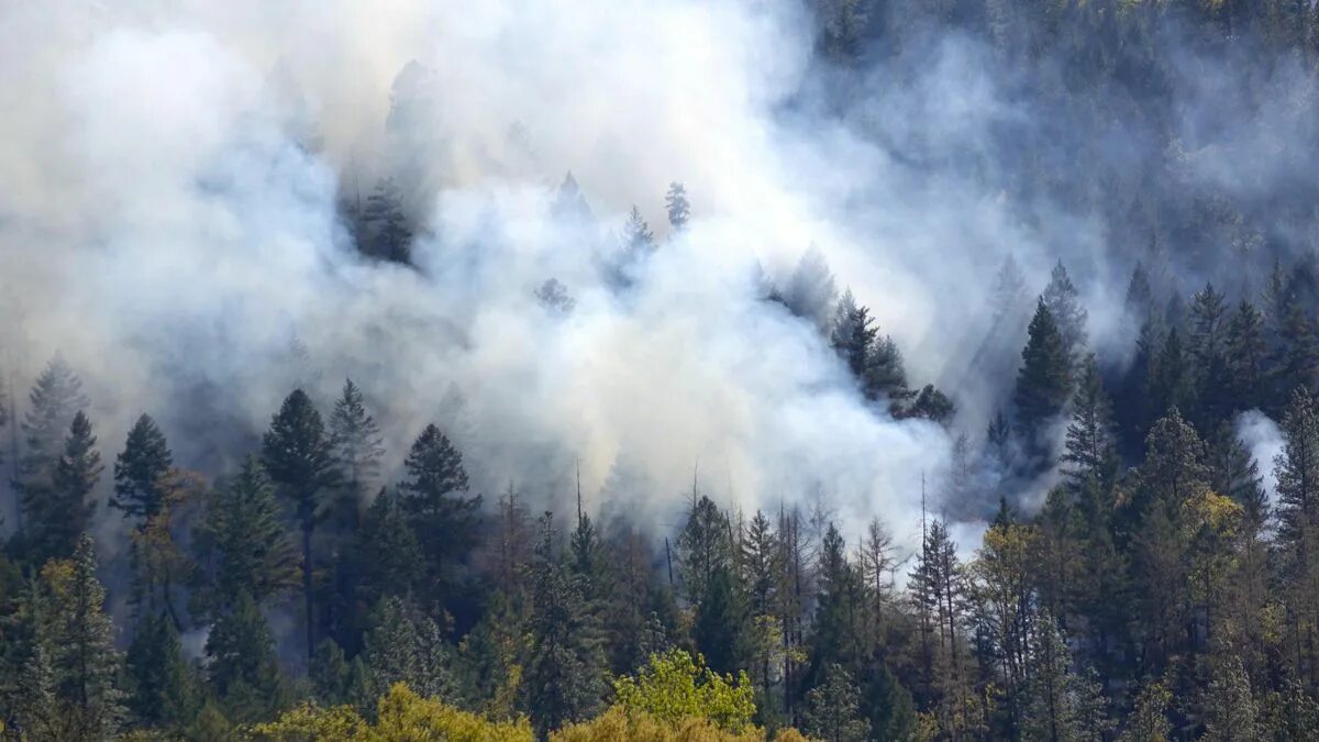 Дым в лесу. Леса в дыме. Орегон леса. Smoky Forest. Сквозь лес и дым геншин