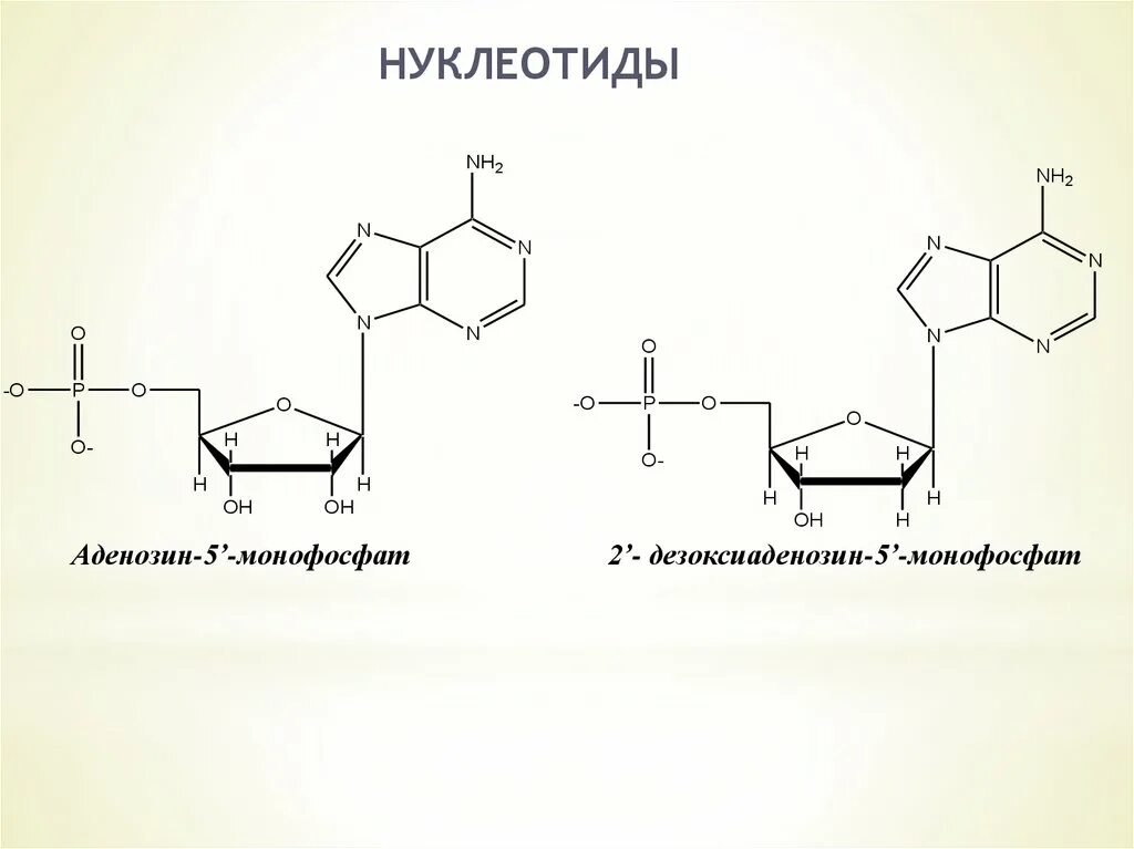 Нуклеотид вируса. Тимидин 5 монофосфат. Тимидин-2-монофосфат. Аденозин 3 5 монофосфат формула. Аденозин структурная формула.