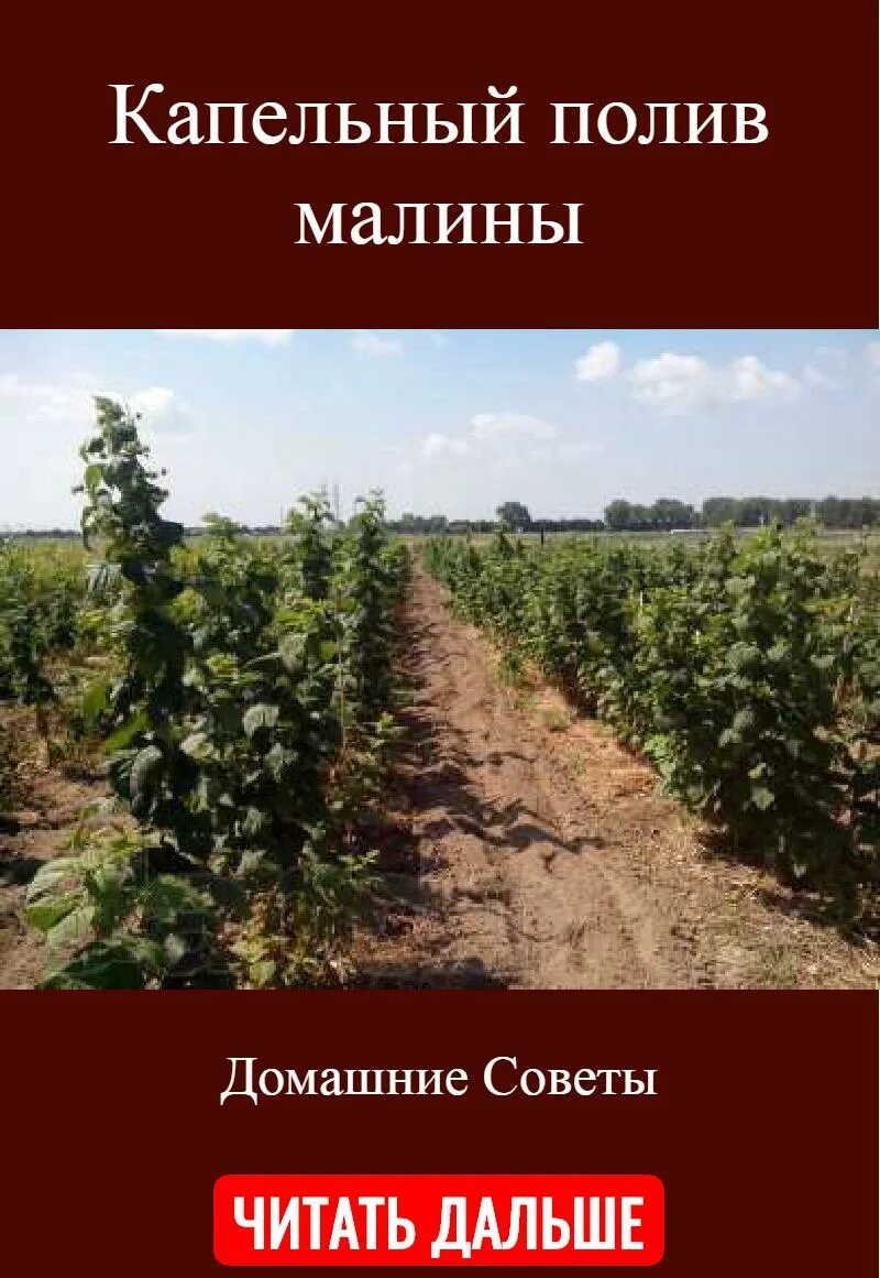 Мульчирование ремонтантной малины. Поливка кустовой малины. Как правильно поливать малину. Полив малины летом. Капельное орошение малины.