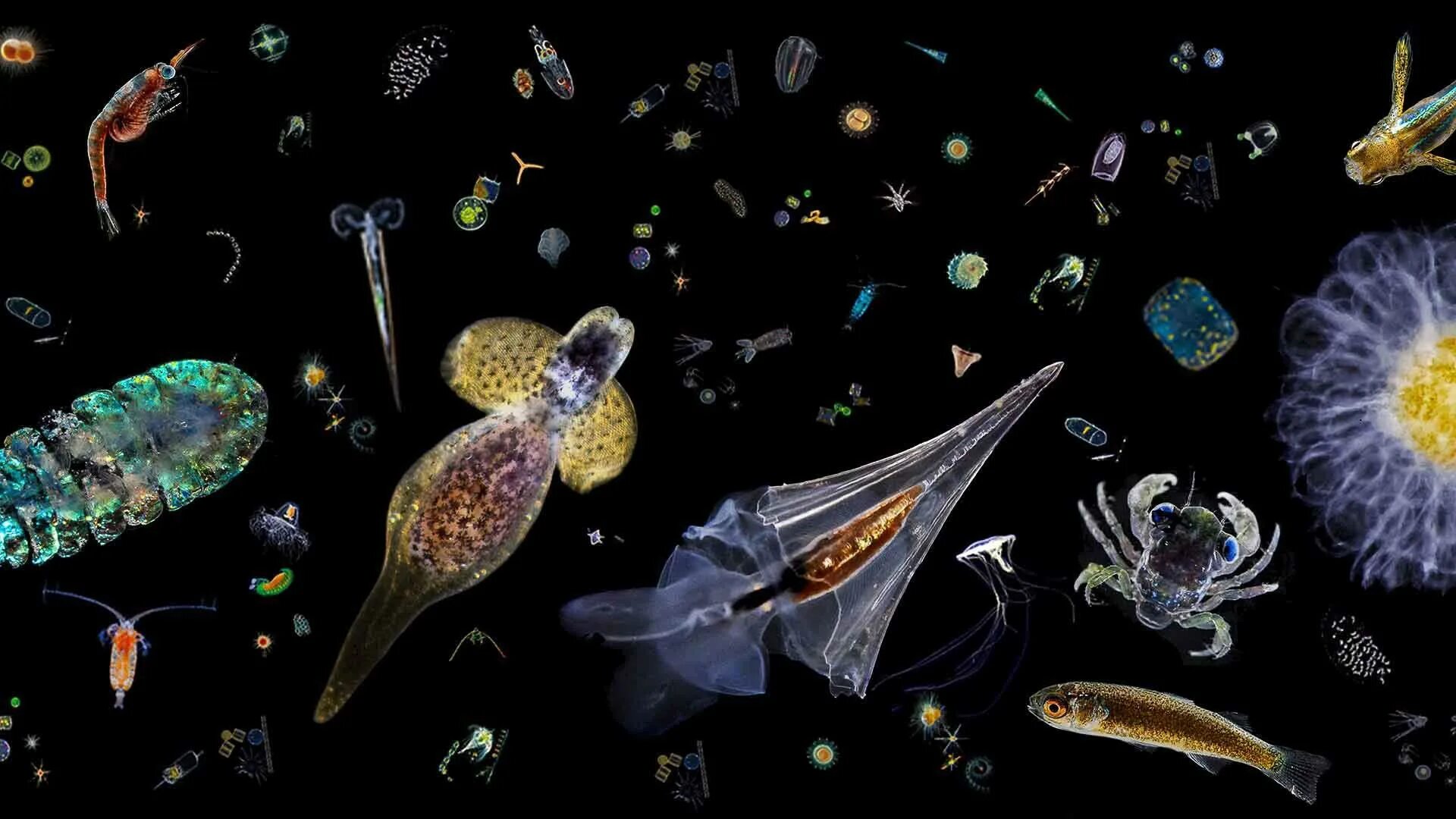 Планктон зоопланктон. Фитопланктон нанопланктон зоопланктон. Зоопланктоны ракообразные. Зоопланктон коловратки. Организмы плавающие в толще воды