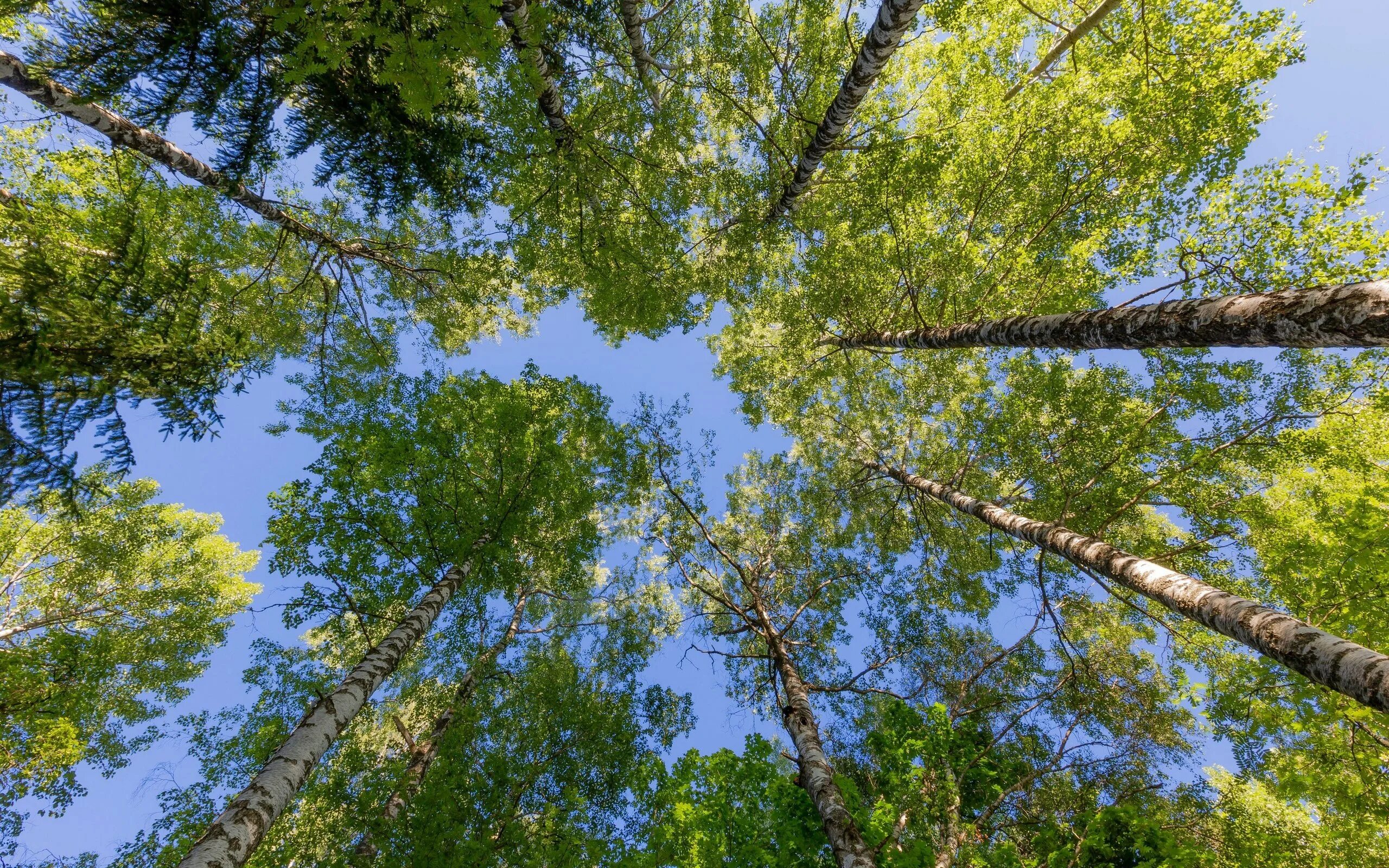 Небо и кроны деревьев. Березы и голубое небо. Береза на фоне неба. Небо сквозь деревья. Небо синее меж берез.