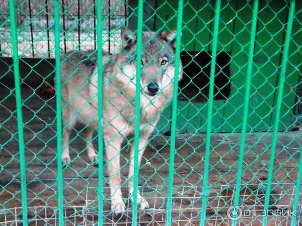 Орловское полесье режим. Орловское полесье вольерный зоопарк. орловское полесье медведь. полесье орел зоовольерный комплекс.