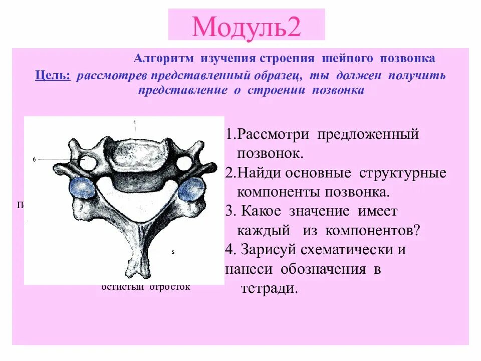 Лабораторная работа выявление особенностей строения позвонков. Строение шейных позвонков. Лабораторная работа: строение позвоночника. Лабораторная работа изучение строения позвоночника. Характерные признаки шейного позвонка