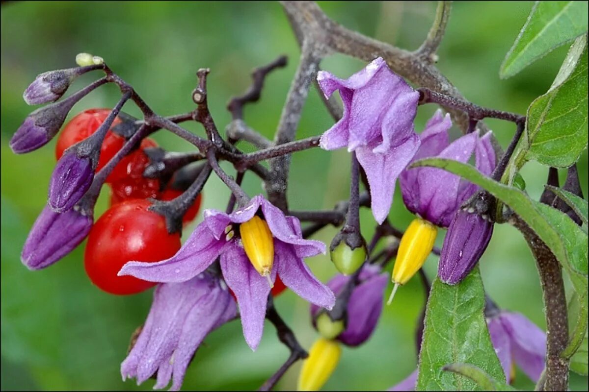 Паслен Дулькамара. Паслён сладко-Горький. Паслён (Solanum). Паслён сосочковый. Паслен черный представители