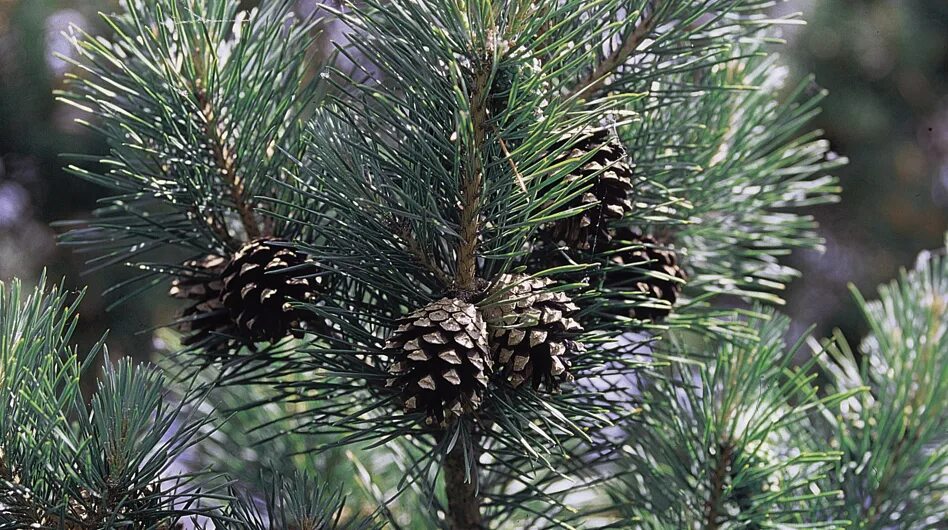 Сосна желтая pinus ponderosa. Pinus nigra nigra. Карельская сосна. Pinus sylvestris сосна лесная. Сосна обыкновенная "jeffrey".