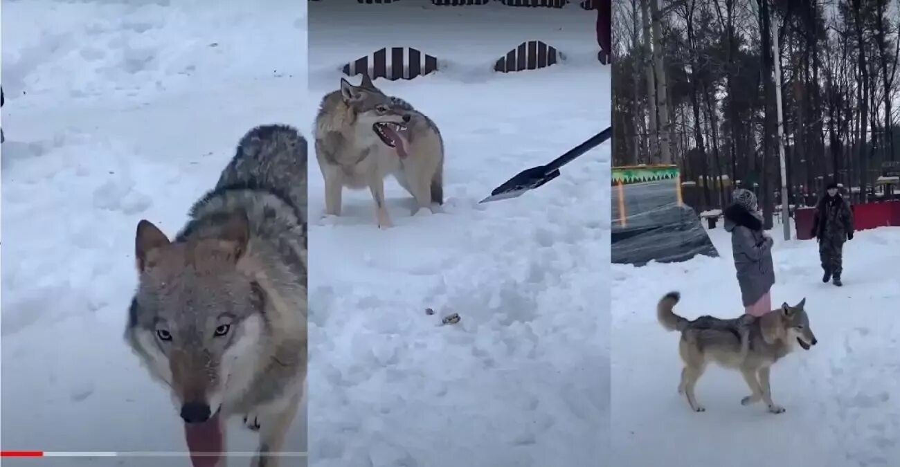 Зоопарка сбежали животные