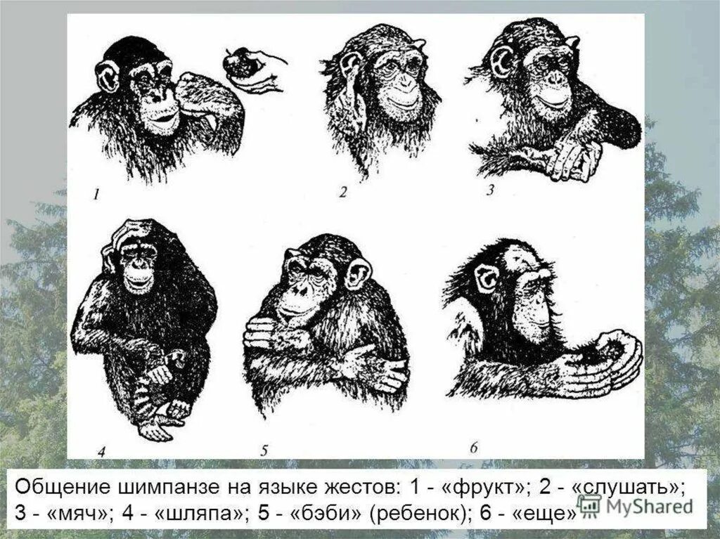 Шимпанзе прилагательное по смыслу. Шимпанзе Уошо. Язык жестов обезьян. Язык жестов приматов. Жесты шимпанзе.
