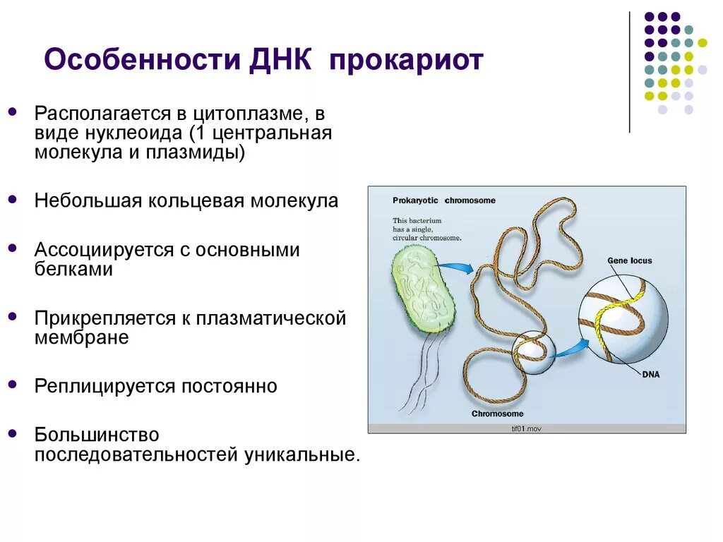 Имеется кольцевая хромосома. Плазмида в прокариотической клетке. Кольцевая молекула ДНК прокариот функции. Форма молекул ДНК У эукариот. Особенности строения ДНК прокариот.