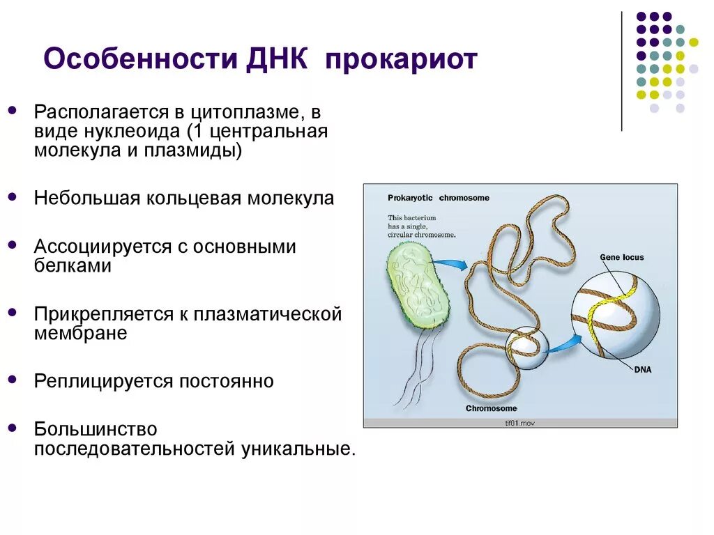 В клетках прокариот днк