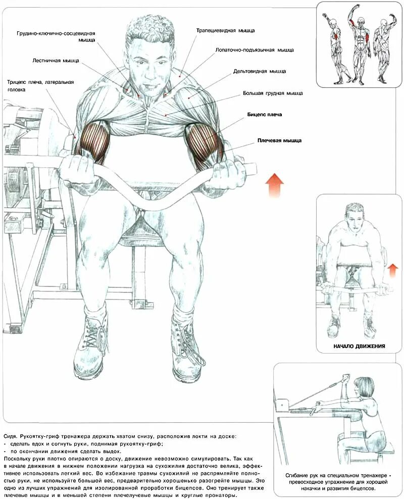 Упражнения для рук в зале для мужчин. Бицепс руки упражнения в тренажерном зале. Схема прокачки бицепса гантелями. Упражнения на бицепс в тренажерном зале для мужчин. Тренажер для накачивания мышц рук.