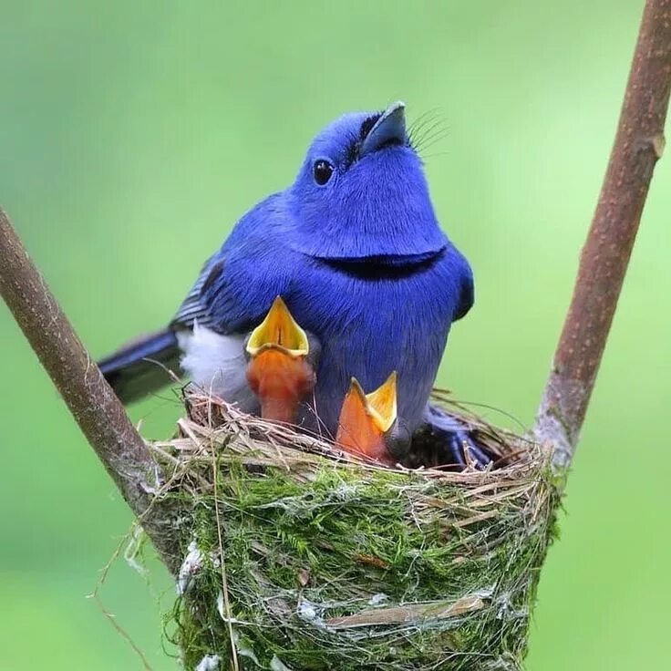 Две синие птицы. Гульдова амадина. Монарх птица. Синие монархи. Птички он.