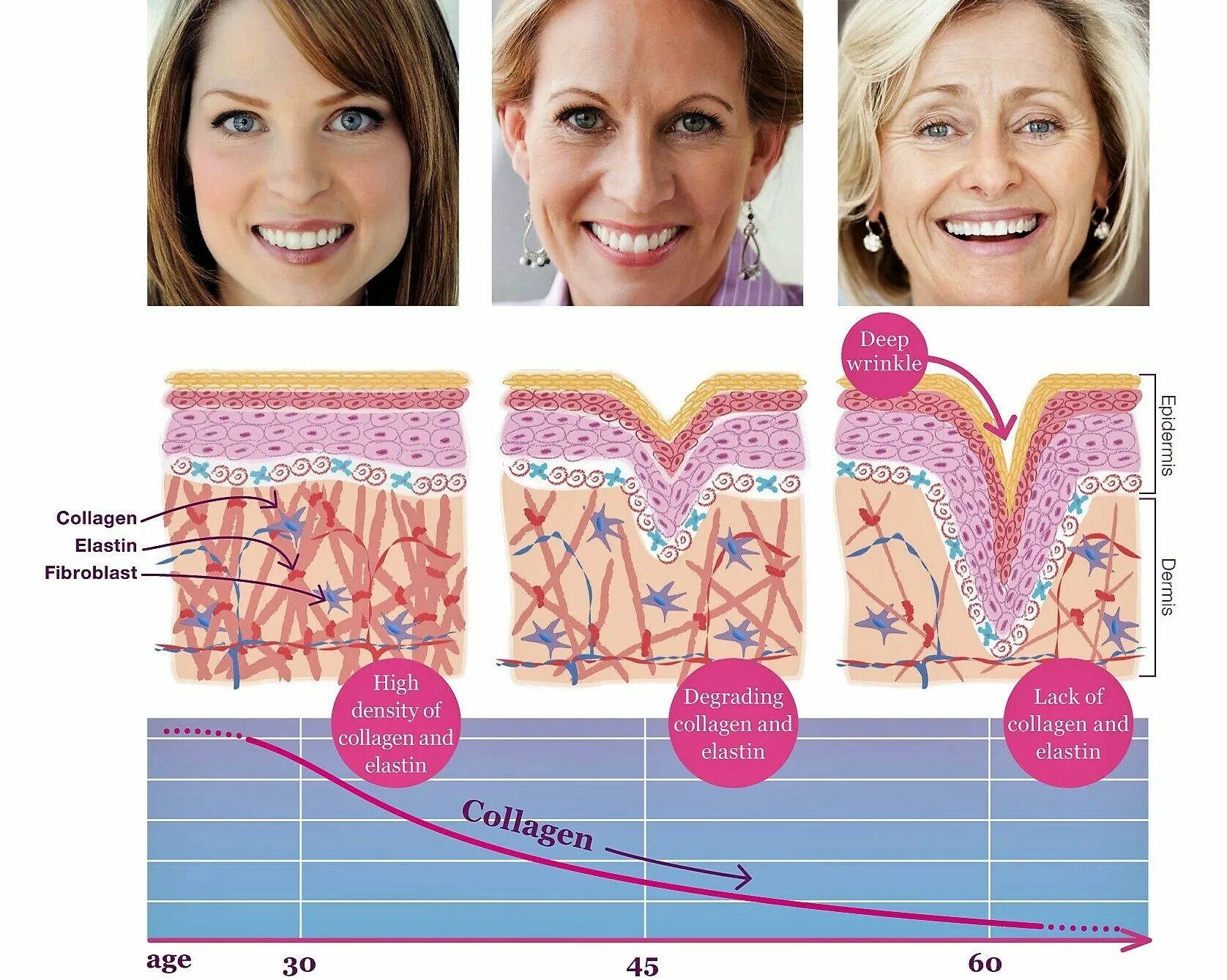 Коллаген эффективность. Эластин и коллаген. Коллаген для кожи. Старение кожи. Коллаген и старение кожи.