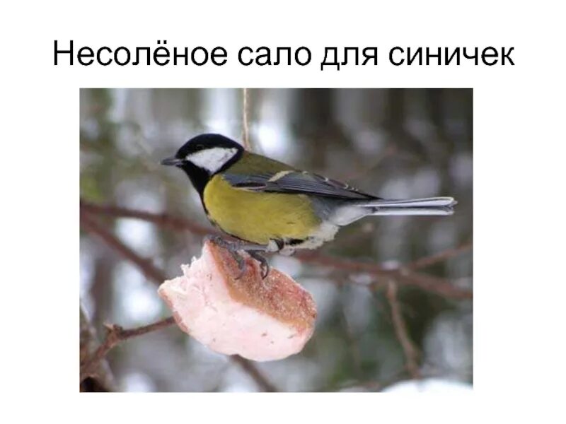 Сало для синичек фото. Сало для синичек. сало для синиц. несоленое сало для птиц. поведение синиц.