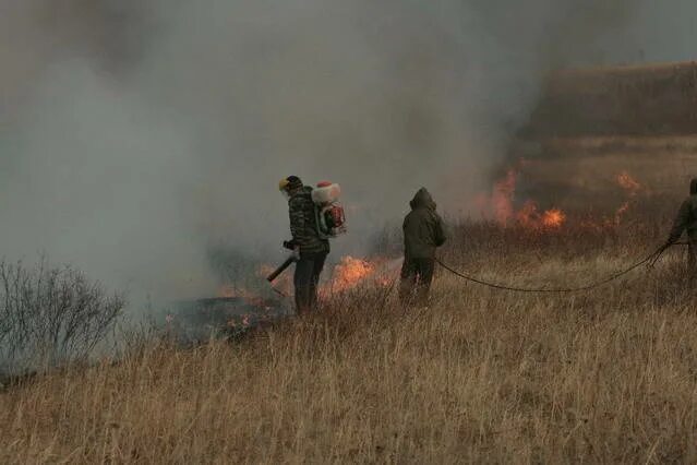 Пожар в степи. Технология тушения степных пожаров. Какие применяют способы тушения лесных степных пожаров. Тушение заповедника пожар. Тушение степных пожаров.