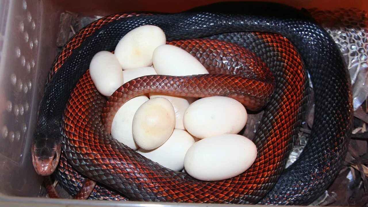Видео яйца змеи. Змея Тайпан с яйцами. Тайпан Маккоя змея. Тайпан размножение.