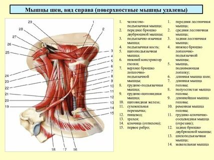 Вид с правой стороны