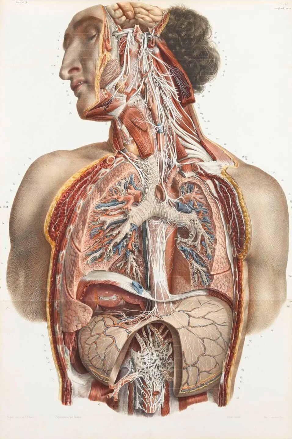 Анатомия человека. Человеческие органы в разрезе. Патологическое пространство