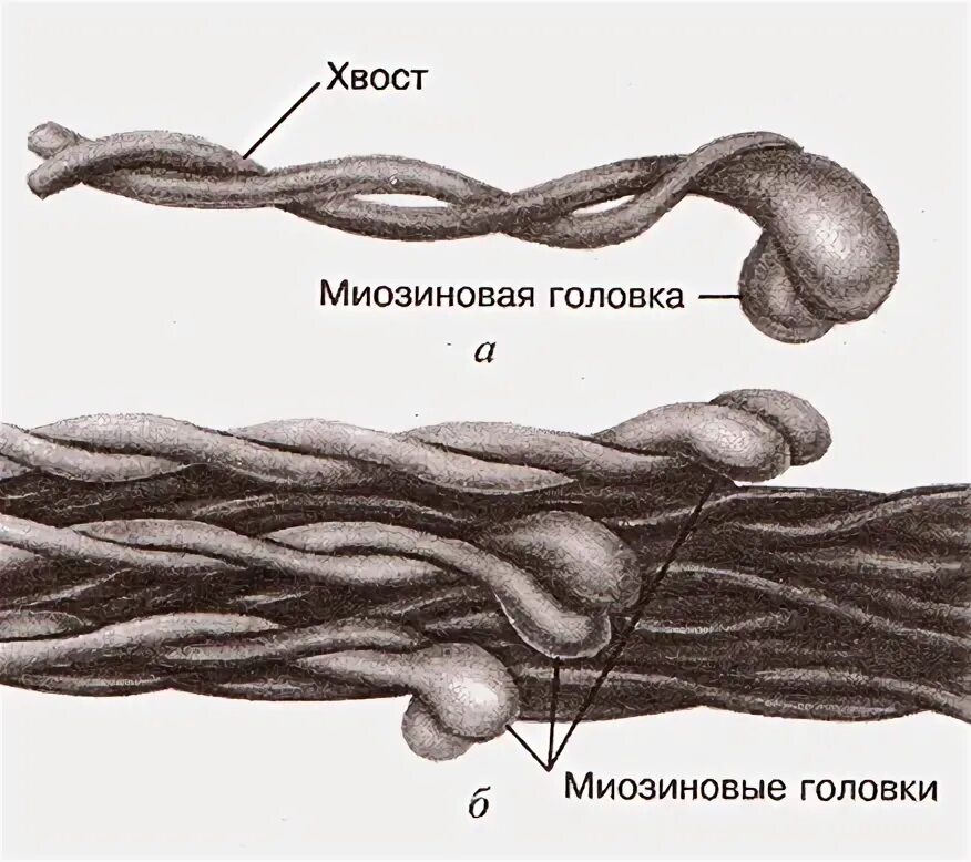 Мышечная ткань белки