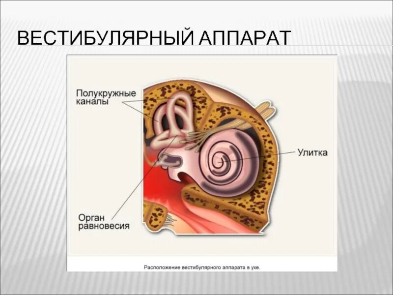 Вестибюльный аппарат. Орган равновесия. Ухо вестибулярный аппарат. Вестибулярный аппарат человека. Орган слуха и вестибулярный аппарат