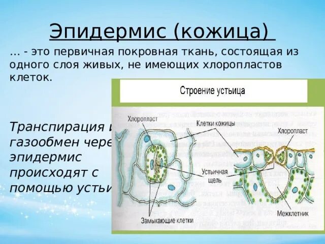 К какой ткани относится устьица у растений. Строение устьица. Устьица строение и функции. Транспирация устьица. Газообмен и транспирация.