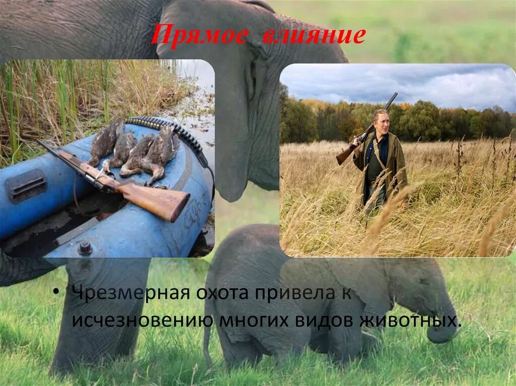 Как ткани влияют на животных. Прямое воздействие на животных. прямое воздействие человека на животных. воздействие человека на мир животных. примеры прямого воздействия человека на животных.
