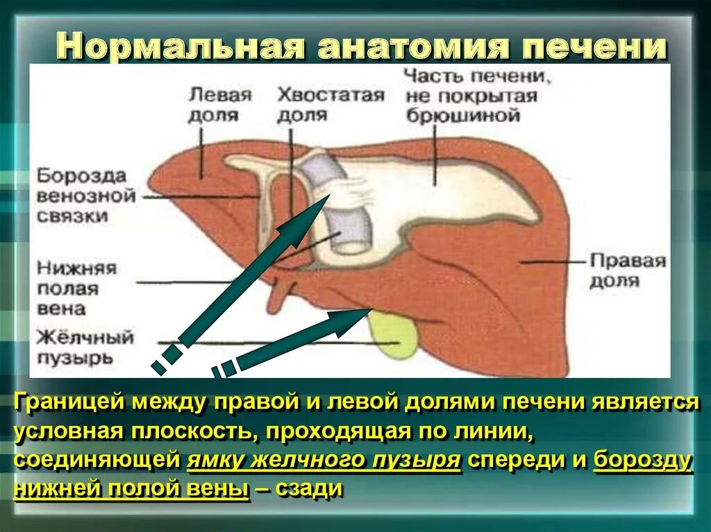 Правая граница печени. Граница между долями печени.