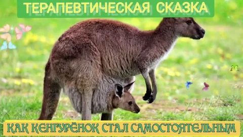 Кенгуренок