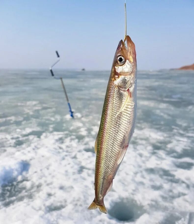 Как выглядит рыба корюшка. Корюшка онежская. Корюшка малоротая дальневосточная. Корюшка снеток. Корюшка европейская снеток.