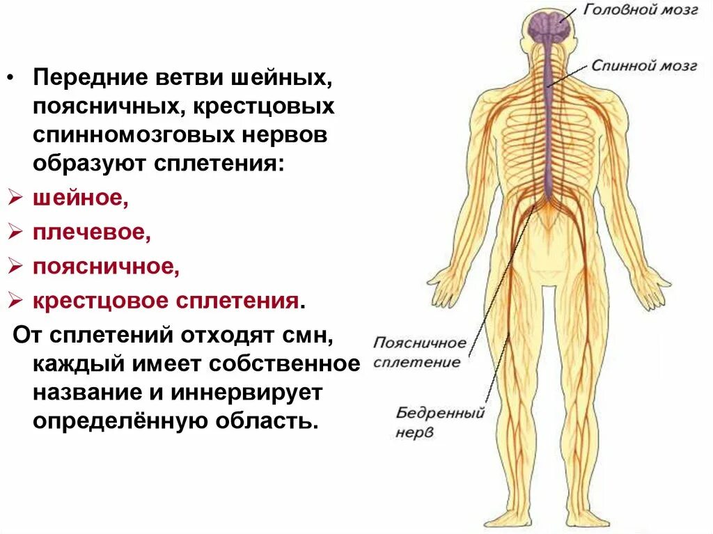 Сколько пар спинномозговых нервов отходит от спинного. Анатомия спинной мозг спинномозговой нерв. Спинномозговые позвоночник иннервация. Сплетения спинномозговых нервов схема. Схема выхода спинномозговых нервов.