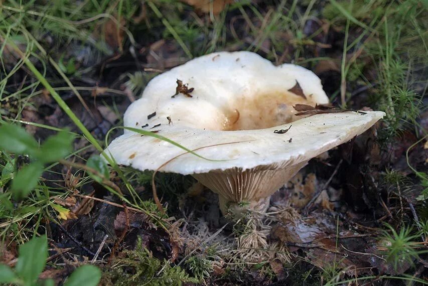 Гриб белый груздь. Груздь настоящий (Lactarius resimus). Груздь белый настоящий. Шляпочные грибы грузди. Есть гриб груздь